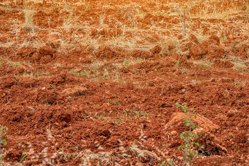 Red clay soils or Ultisol plowed field for planting and cultivating crops in tropical country. Agriculture in extreme climatic conditions