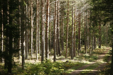 trees in the forest