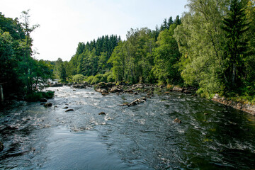 river in the forest