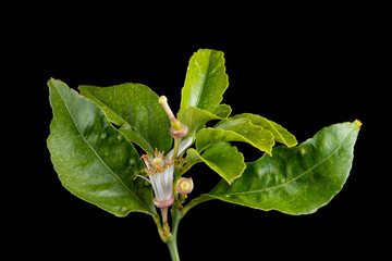 Macro detail of the three stages of the lemon tree flower isolated on black