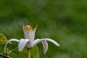 Macro detail of the flower of a lemon tree with space and green background