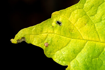 Autumn Maple Leaf 2/7