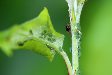 Rhopalosiphum oxyacanthae. (R. insertum) Apple-grass aphids collony caused deformation of young leaves at the top of apple tree shoots in the garden.