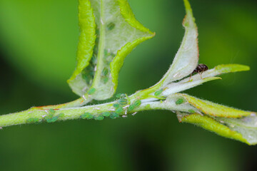 Rhopalosiphum oxyacanthae. (R. insertum) Apple-grass aphids collony caused deformation of young...