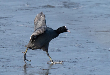 Eurasian coot (Fulica atra), also known as the common coot, or Australian coot. Sothöna.