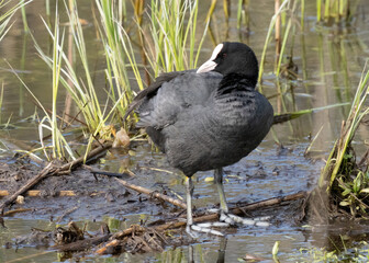 urasian coot (Fulica atra), also known as the common coot, or Australian coot. Sothöna..