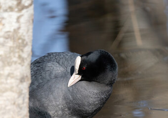 urasian coot (Fulica atra), also known as the common coot, or Australian coot. Sothöna..