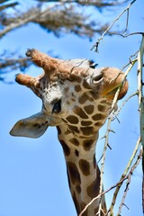 giraffe eating food