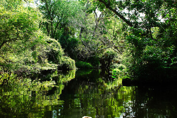 Obraz premium Riverside of the Rock springs run in the middle of the Central Florida swamps