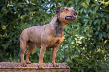 Staffordshire bull terrier,adult dog from professional breeding of purebred dogs in Poland.
