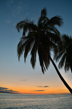 Hawaii Palm Tree Sunset