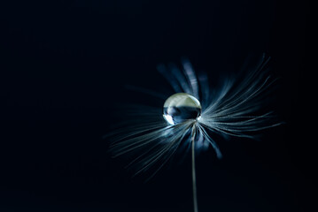 Beautiful dew drops on dandelion seed macro. Beautiful soft blue background. Water drops on...