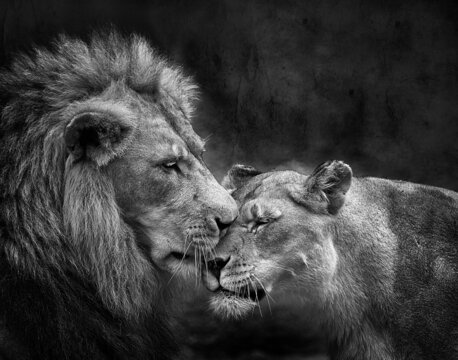 Two Lions Images – Browse 14,909 Stock Photos, Vectors, and Video | Adobe  Stock