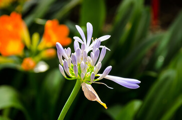 Closeup of white tropical flower.