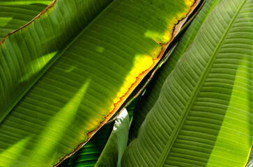 Closeup of sunlight on palm leaves.