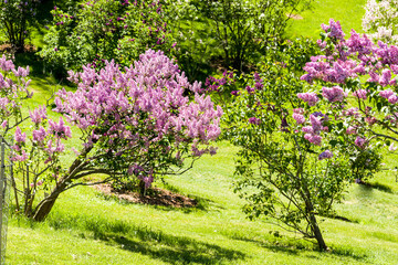 Lilac trees in full bloom, Royal Botanical Gardens, Ontario, Canada.