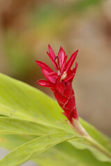 Fototapeta na wymiar red ginger flower for tropical garden decoration