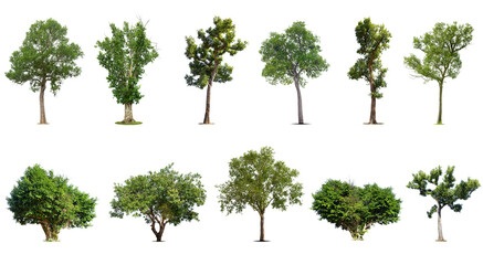 Isolated trees on white background , The collection of trees, Exotic tropical tree for design.