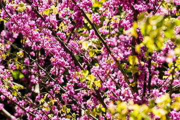 Closeup of redbud branches with flowers.