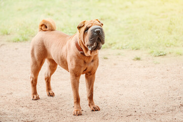 Shar Pei dog breed walking in park. Unusual and funny adorable pet from China. Adorable muzzle with...