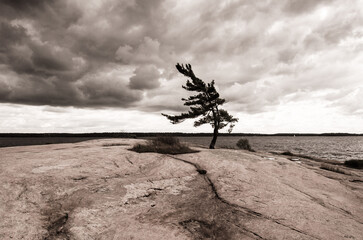 Windswept tree growing on top of granite rock, sepia.