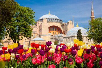 Tulips and Hagia Sophia. Spring flowers in Istanbul. Ayasofya Mosque