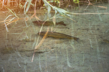 Carp fish in a pond or river. Fishing and angling outdoors