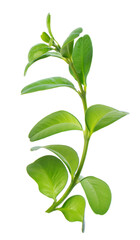 Boxwood branch isolated on white background. Green boxwood sprig. Buxus with clipping path.