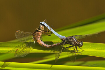 Dragonflies in coitus