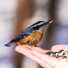 Hand feeding birds in winter.