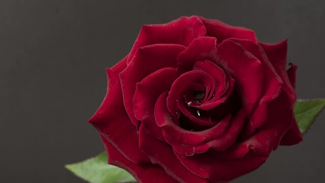 Timelapse. A red rose opens up beautifully against a dark background.