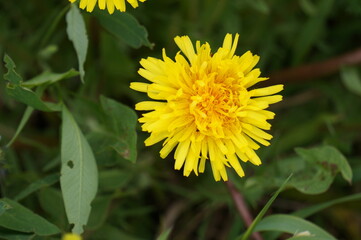 yellow dandelion flower