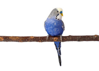 Blue budgie isolated on white background. Budgerigars bird or wavy parrot.