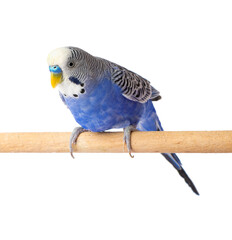 Blue budgie isolated on white background. Budgerigars bird or wavy parrot.