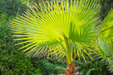 Exotic palm leaf close-up view. Tropical flora concept