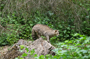 Wildkatze auf der Jagd