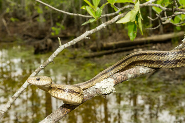 Greenish Rat Snake - Pantherophis alleghaniensis