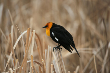 Fototapeta premium Yellow headed blackbird