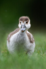 Young egyptian goose gosling out for a stroll in the park