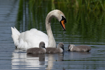 Fototapeta premium Proud mute swan and her three tiny signets