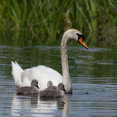 Magestic mute swan and her three tiny signets