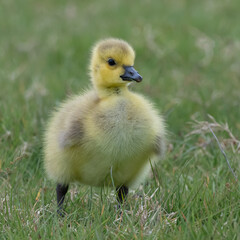Young canadian goose gosling out for a stroll in the park