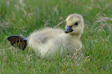 Young canadian goose gosling out for a stroll