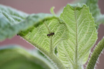 ant on leaf