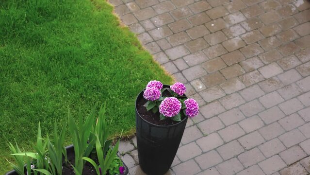 Beautiful view of raining moment on house front yard. Pink hydrangea, gladioluses, green lawn and paving slabs under rain. 