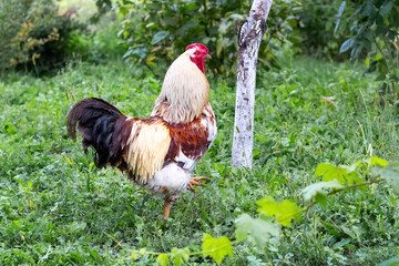 A rooster with colorful feathers walks in the garden on the grass