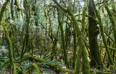 green mossy forest