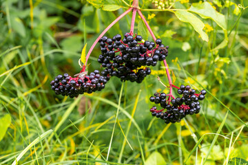 Сluster of black elderberries Sambucus.  Elderberry bush with berries
