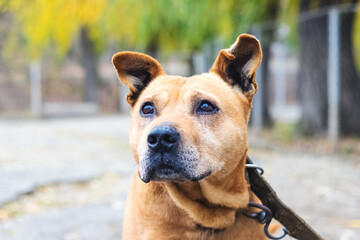 Dog breed pit bull terrier with a cute look with a collar on a chain