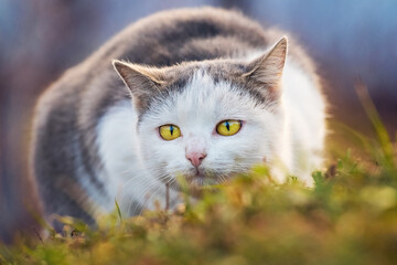 A large white spotted cat in the garden is bent to the ground and looks intently ahead